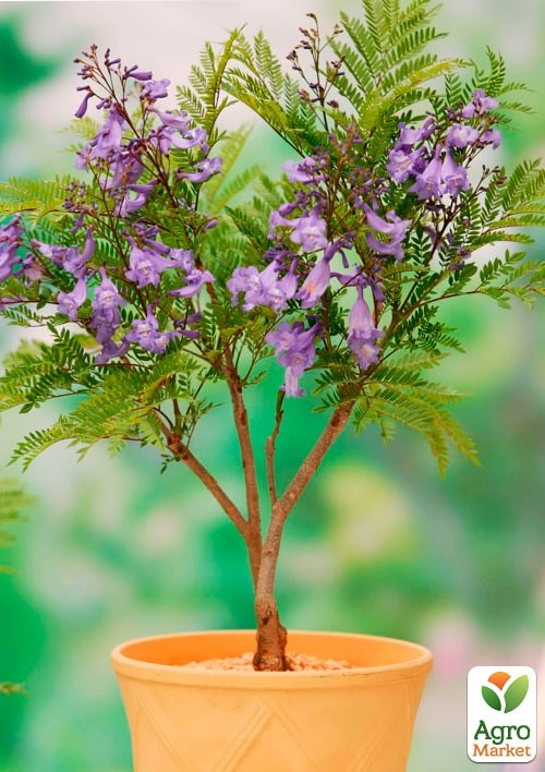 Жакаранда "Фіалкове дерево" ТМ "Vesna Exclusive" 5шт - фото 2