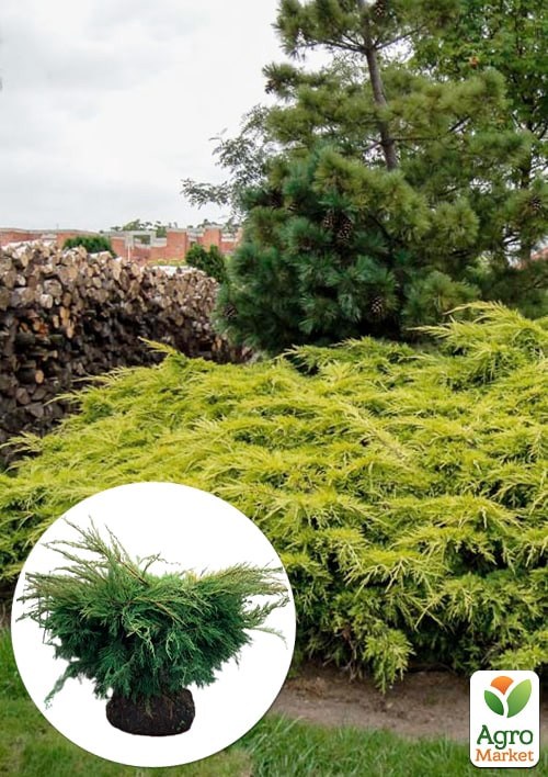 Ялівець середній "Old Gold" С10 діаметр 50-60 см