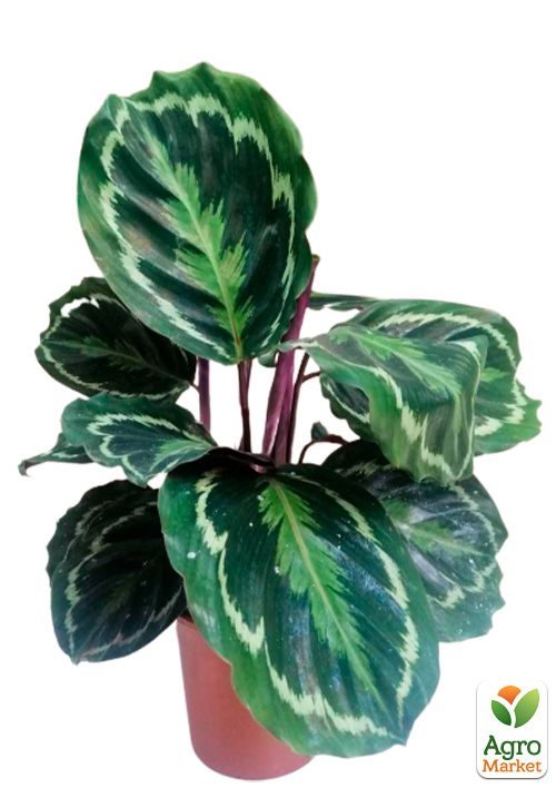 Калатея "Medallion" - фото 5