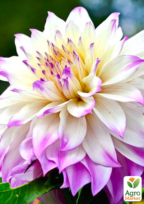 Георгина "Ferncliff Illusion" (гигантский цветок)