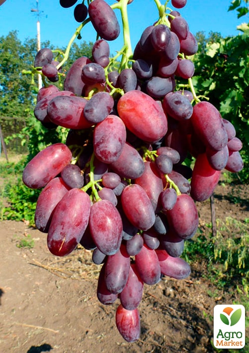 Виноград "КарМаКод" (ранний срок созревания)