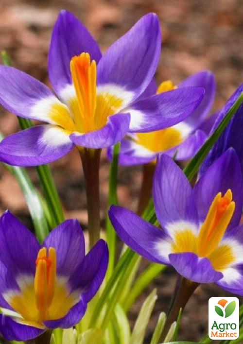 Крокус крупноцветковый "Tricolor" укорененный - фото 4