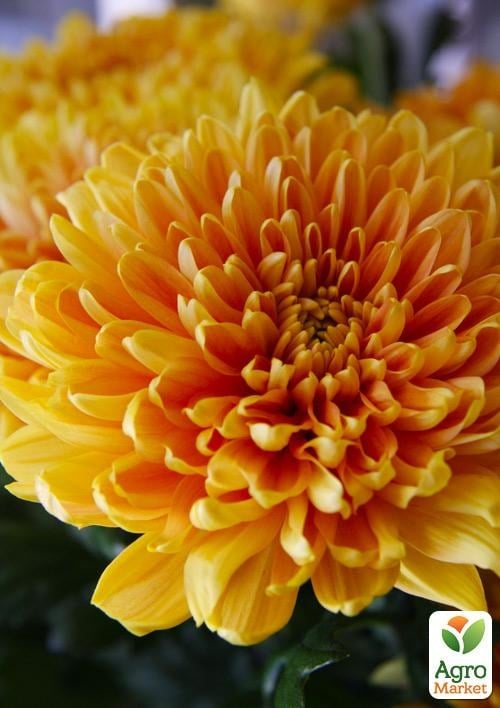 Хризантема зрізна "Safari Orange"