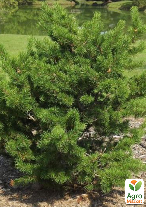 Сосна Банкса "Kimmerholz"(бонсай от природы)   - фото 2