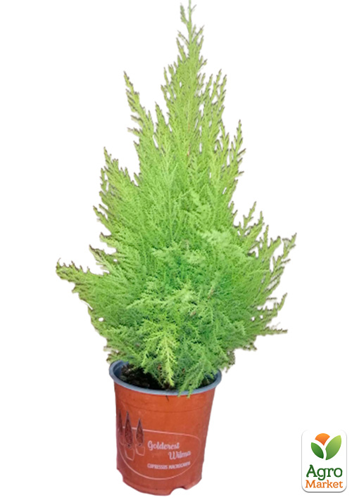 Кипарисовик «Goldcrest Wilma» (Pyramide) висота 30-45см - фото 6