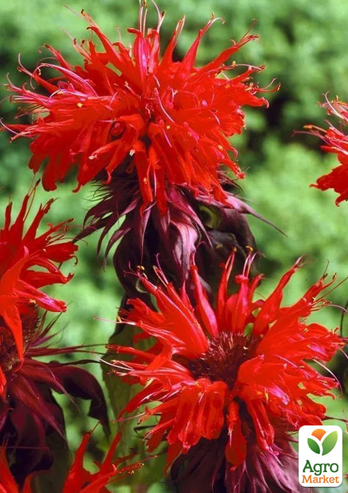 Бергамот (Монарда) "Othello"