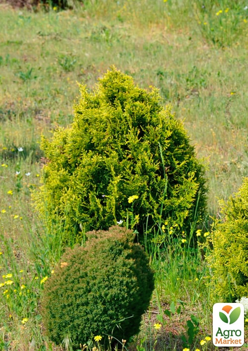 Туя західна "Stolwijk" С3, висота 25-30см - фото 5