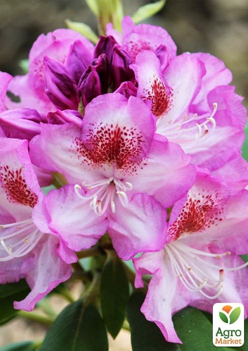 Рододендрон гібридний вічнозелений "Казимир Одновічел" (Kazimierz Odnowiciel) - фото 8