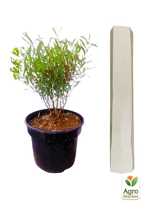 Верба 2-х річна пурпурна "Gracilis" - фото 2