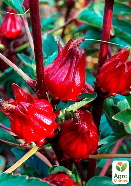 Каркаде (Суданська Роза) гібіскус "Сабдаріффа" - фото 2