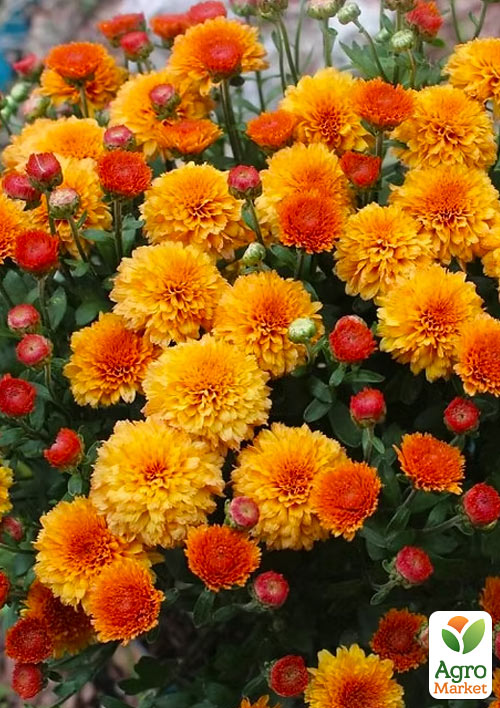 Хризантема мультифлора куляста "Jasoda Orange"