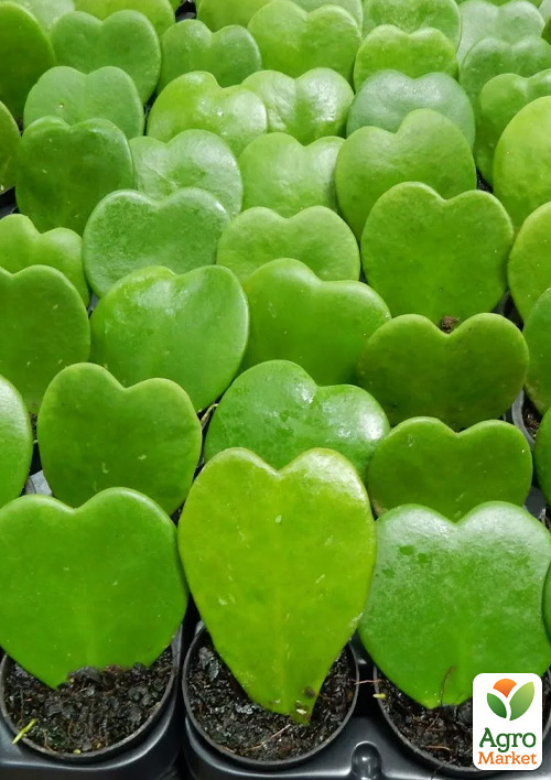 Хойя Керри "Green Heart"