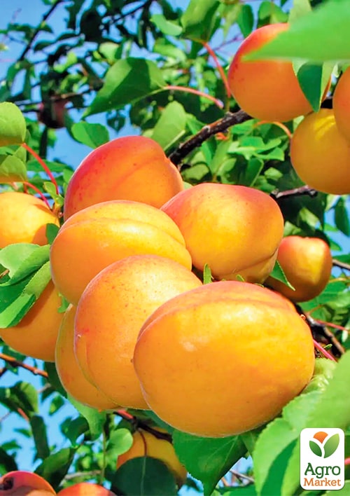 Абрикос "Водолей" (летний сорт, средний срок созревания)