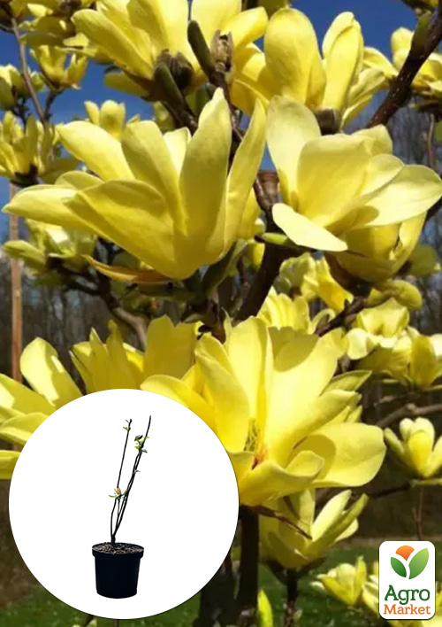 Магнолия 4-х летняя "Sunspire" (высота 80-100см)