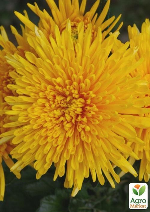 Хризантема срезочной "Наташа" висота 3-15 см