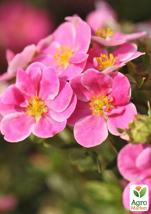 Перстач чагарниковий 2-х літній "Pink Paradise", С1.5