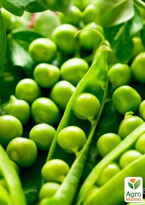 Горох "Валькон" ТМ "Hazera" 100000шт