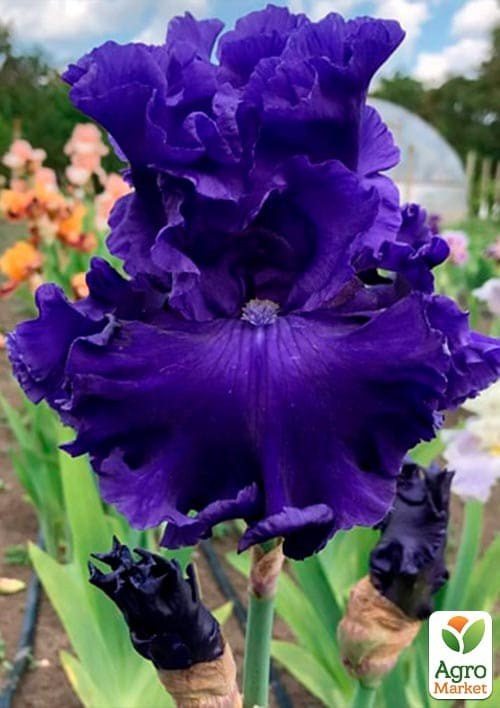 Ірис бородатий крупноцветковий "Rippling River" - фото 2
