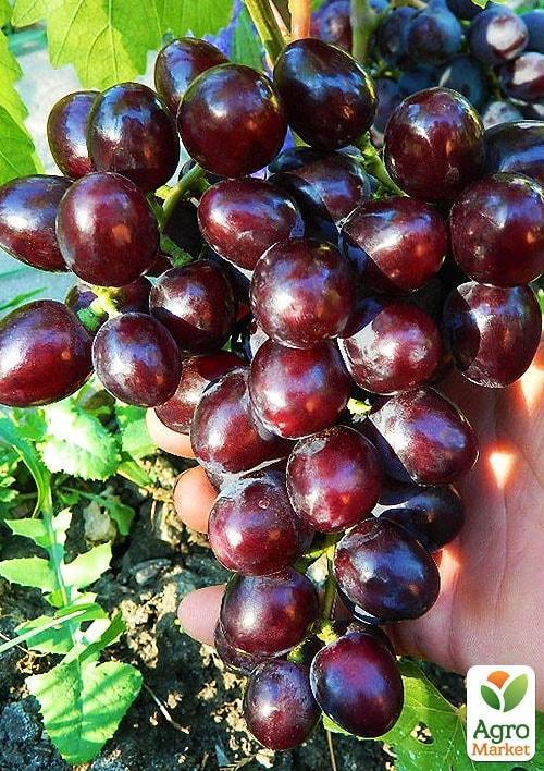 Виноград столовый "Подарок Несветая" (укорененный саженец в контейнере) - фото 2