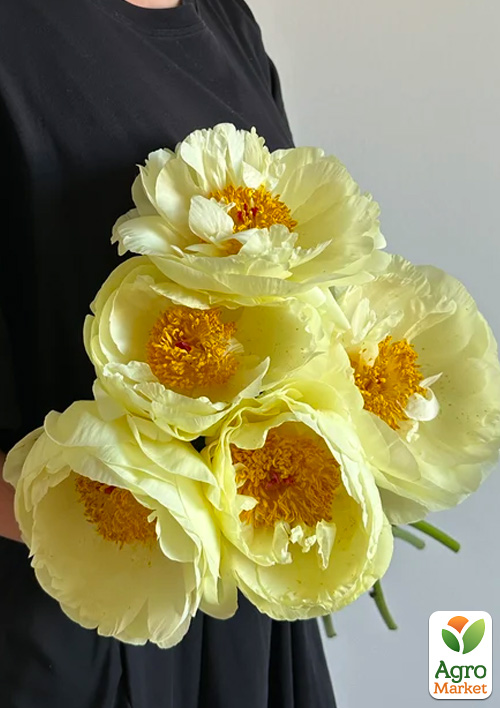 Пион крупноцветковый "Lemon Chiffon" (сложный межвидовый гибрид)