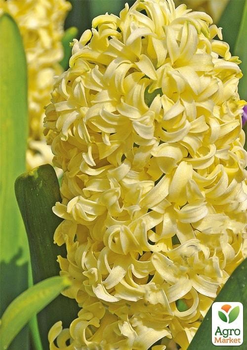 Гіацинт "City of Haarlem" (розмір 14/15, великий) 2шт в упаковці