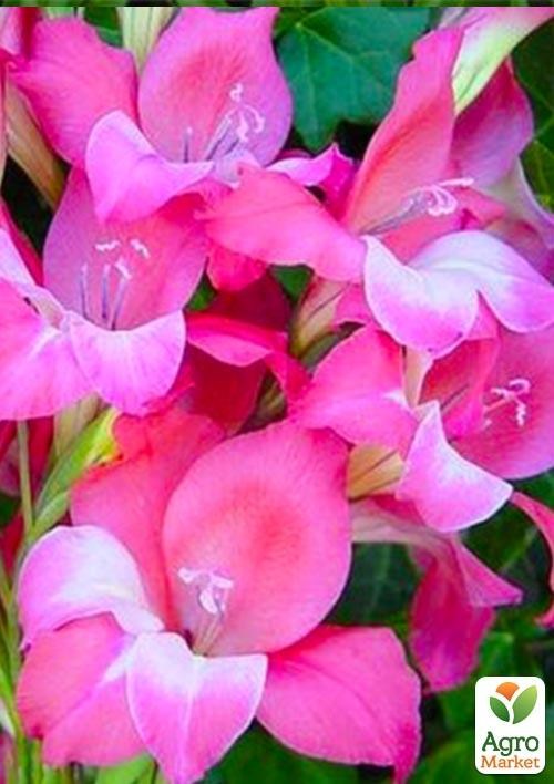 Гладіолус Нанус "Charm" 3шт