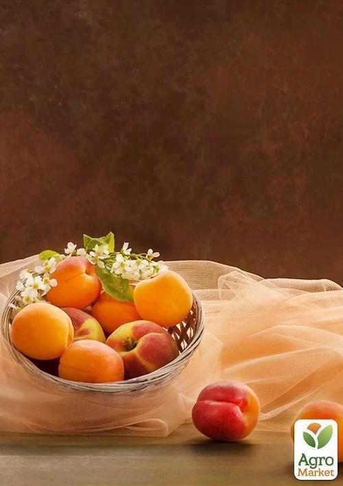 Абрикос "NJA 19" (літній сорт, середній термін дозрівання) - фото 5