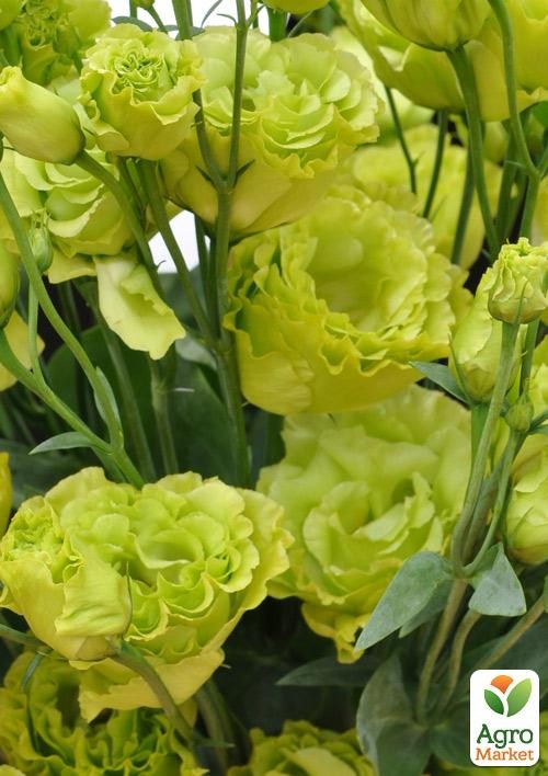 Эустома махровая "Mariachi Lime Green" укорененная в контейнере Р9