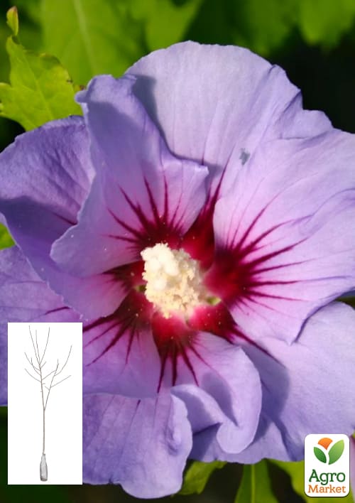 Гибискус сирийский 3-х летний "Marina" С2, высота 80-100см