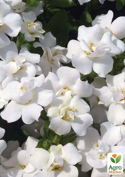 Бакопа Махровая Ампельная "Scopia Double White" - фото 2