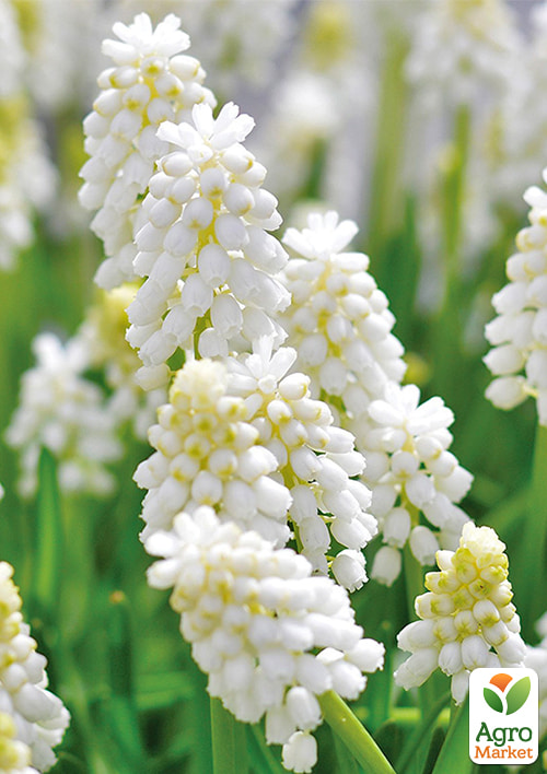 Мускари "White Magic" укорененные - фото 5