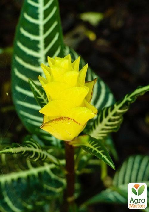 Афеландра "Летнее солнышко" (Aphelandra Dania) дм 13 см выс. 25 см