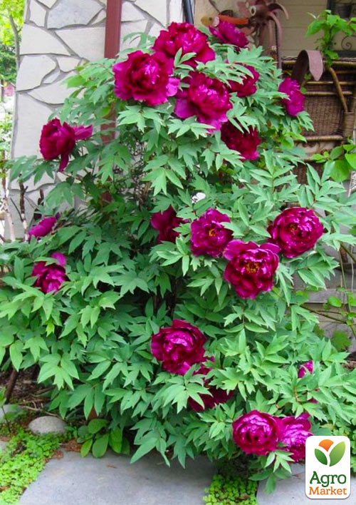 Півонія деревоподібна "Purple" Р9