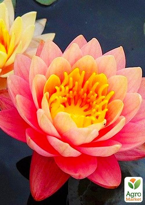 Нимфея "Perry`s Orange Sunset" - фото 2
