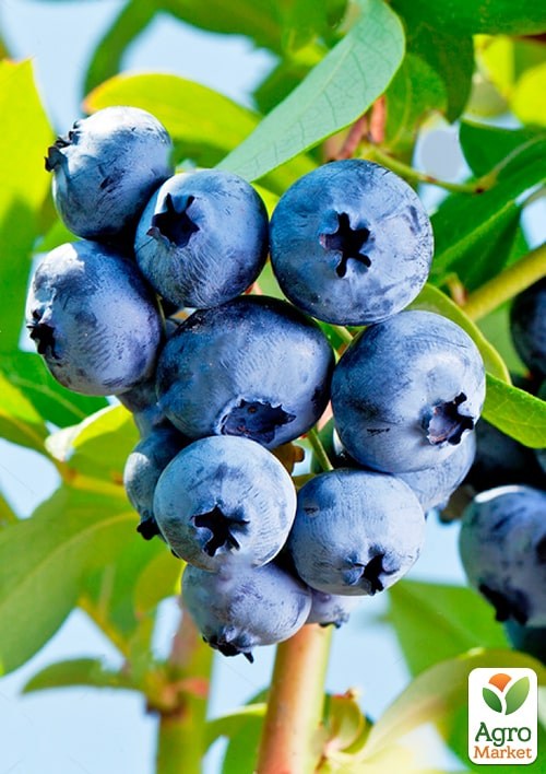 Голубика "Нельсон" (Vaccinium corymbosum "Nelson") Нидерланды, вазон П9 - фото 2