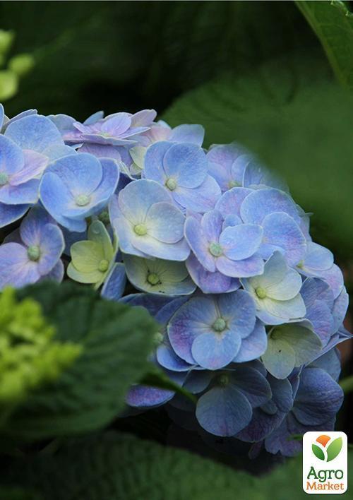 Гортензия крупнолистная голубая "Голубая нежность" (Blue tenderness)