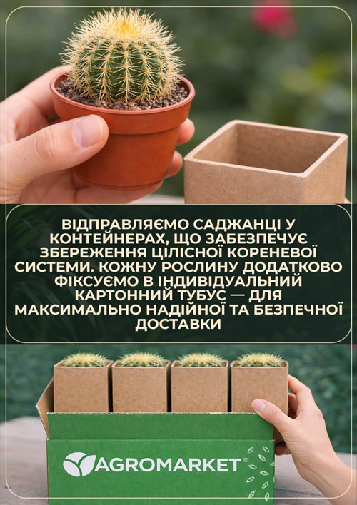 LMTD Алое карликове "Brevifolia", висота рослини 10 см. - фото 3