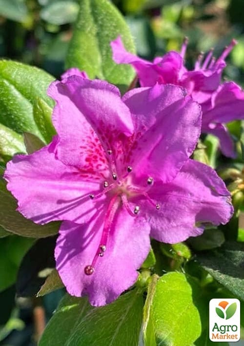 Азалія японська "Konigstein" (Кенігштайн)