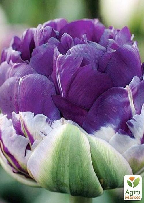 Тюльпан "Peony Purple" (розмір 11/12, великий) 3шт в упаковці