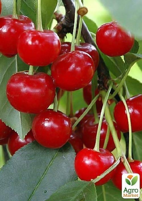 Вишня "Панди" (летний сорт, среднеспелый срок созревания) - фото 3