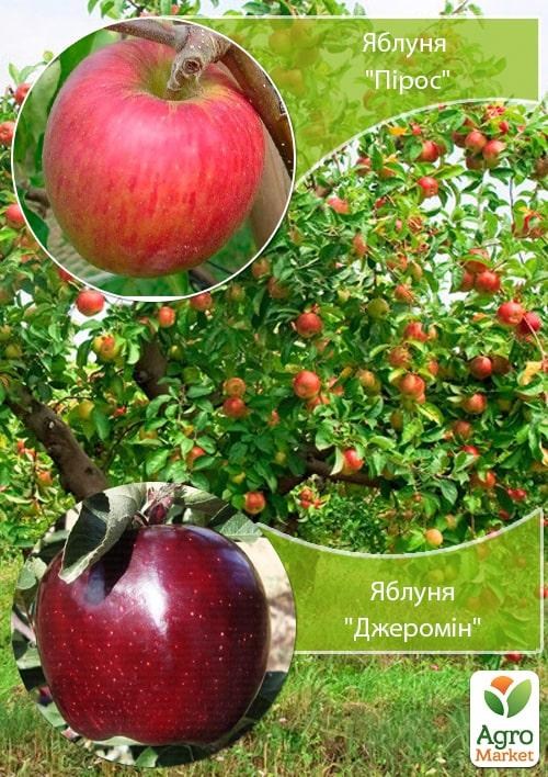 Дерево-сад Яблоня "Пирус+Джеромин" 