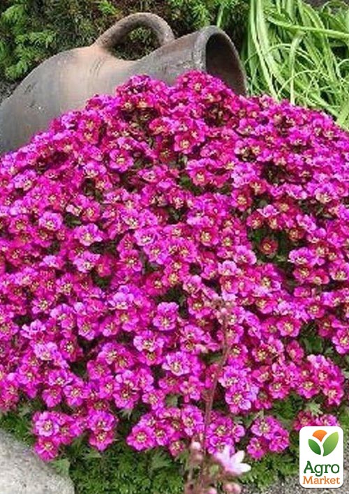 Арабіс війчастий "Rose Delight" (резуха, яскравий багаторічний ґрунтопокровник)