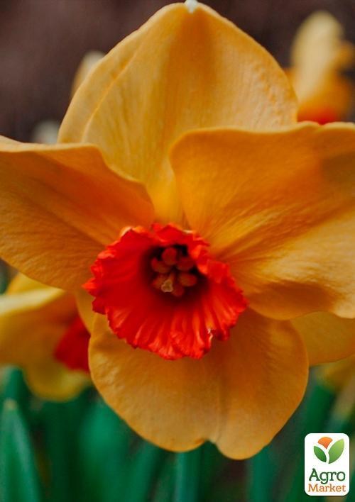 Нарцисс "Altruist" (размер 12/14 , крупный) 3шт в упаковке