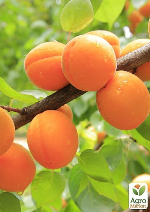 Абрикос "Хачалаба" (літній сорт, ранній термін дозрівання) - фото 3