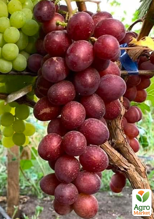 Виноград десертний "Великан" (вкорінений саджанець у контейнері) - фото 5