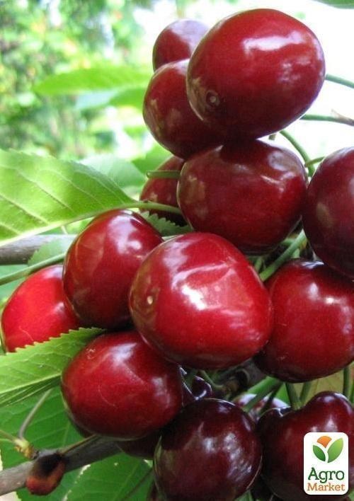 Черешня "Леся"