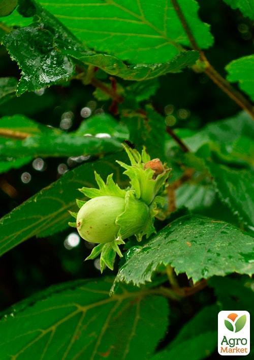 Миндаль сладкий "Форос" (средний срок созревания) - фото 5