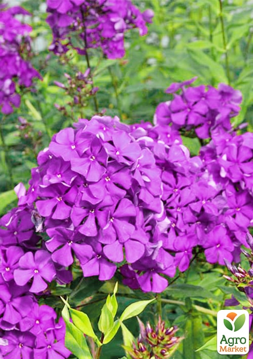 Флокс багаторічний "Dusterlohe" - фото 2