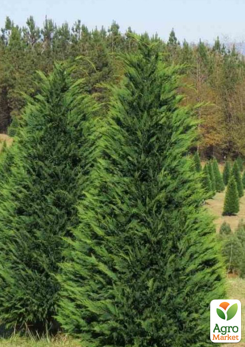 Купрессоципарис Лейланда «Green Rocket» (контейнер Р9)