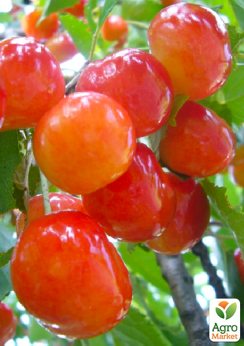 Черешня рожева "Розовинка рання"